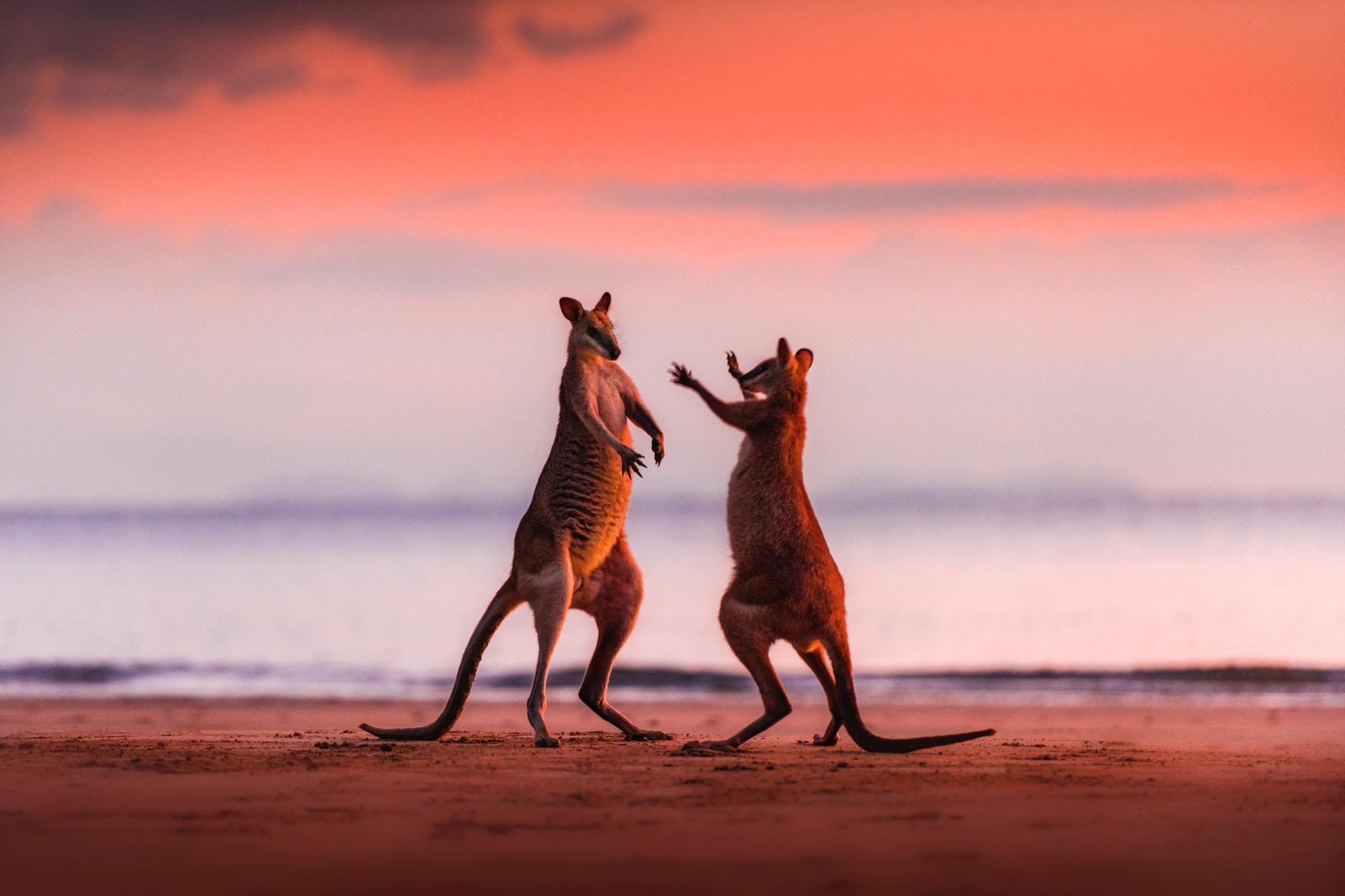 Boxing kangaroos at sunrise, Cape Hillsborough, Australia
