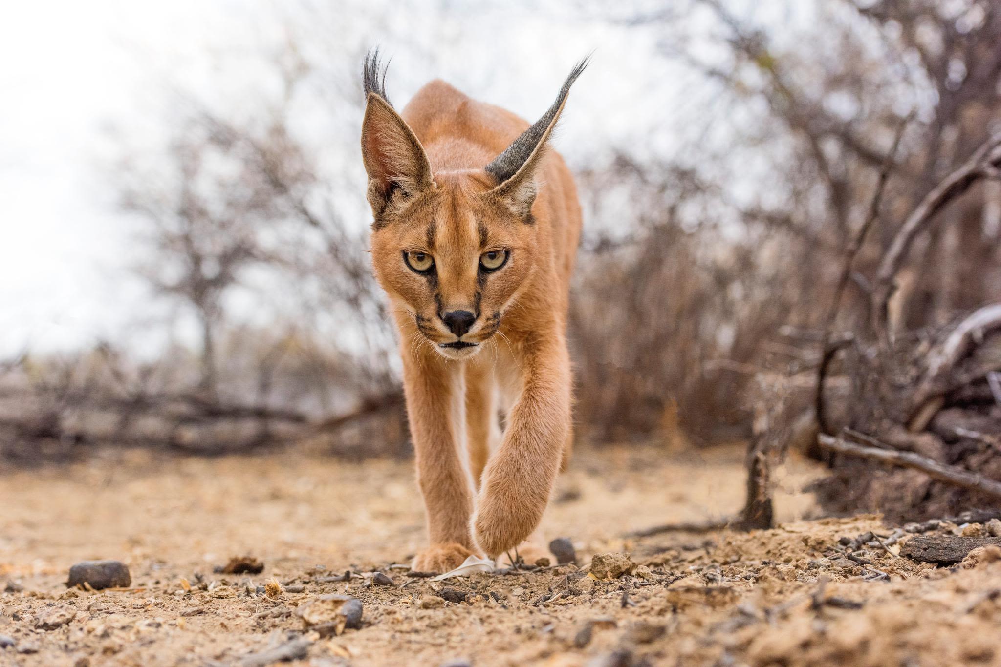 A slinking caracal, Namibia