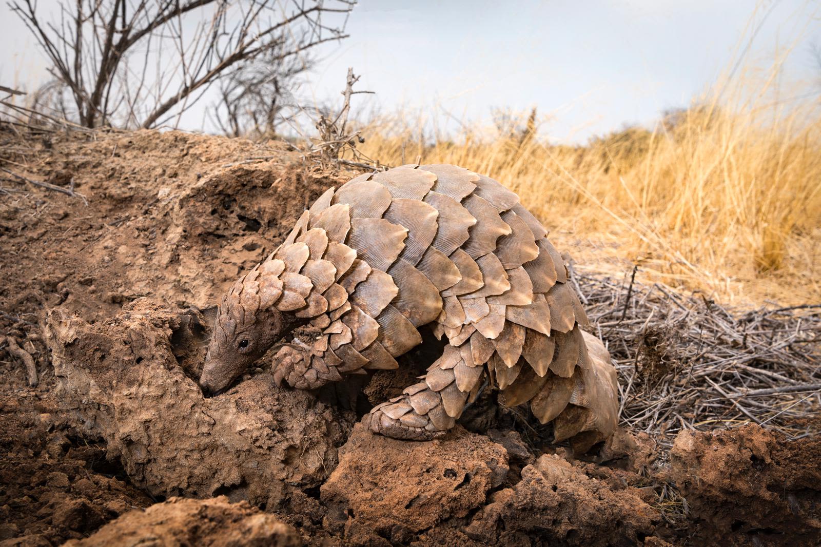 A pangolin searching for termites, Namibia