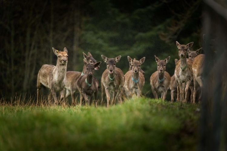 Deer at Coopershill Estate, Sligo