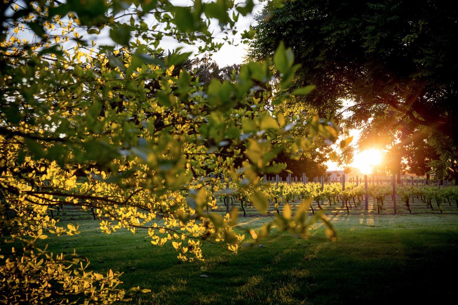 Vineyard at The Marlborough Lodge, New Zealand