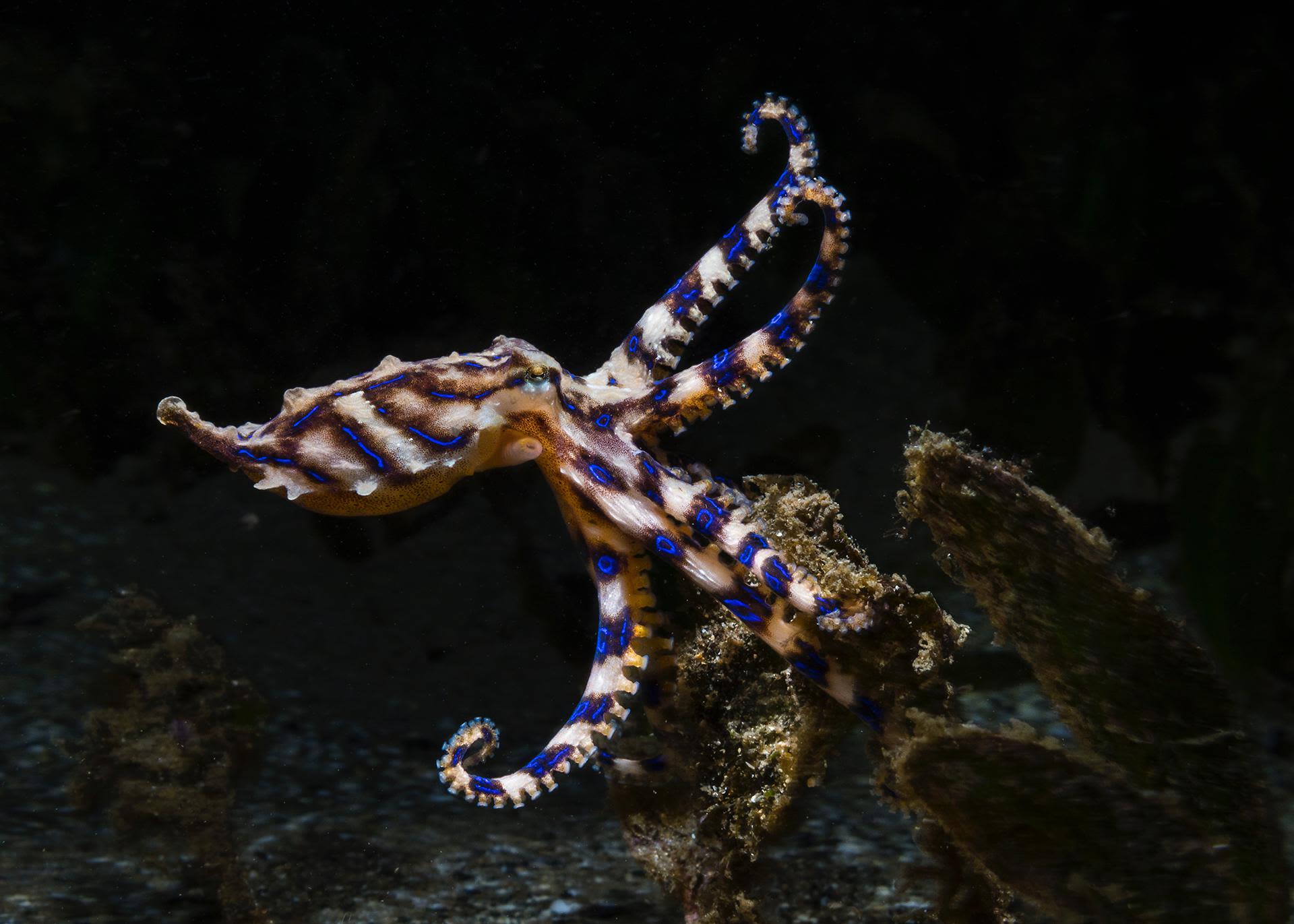 A venomous Blue-Ringed Octopus, Wollongong Harbour, NSW, Australia