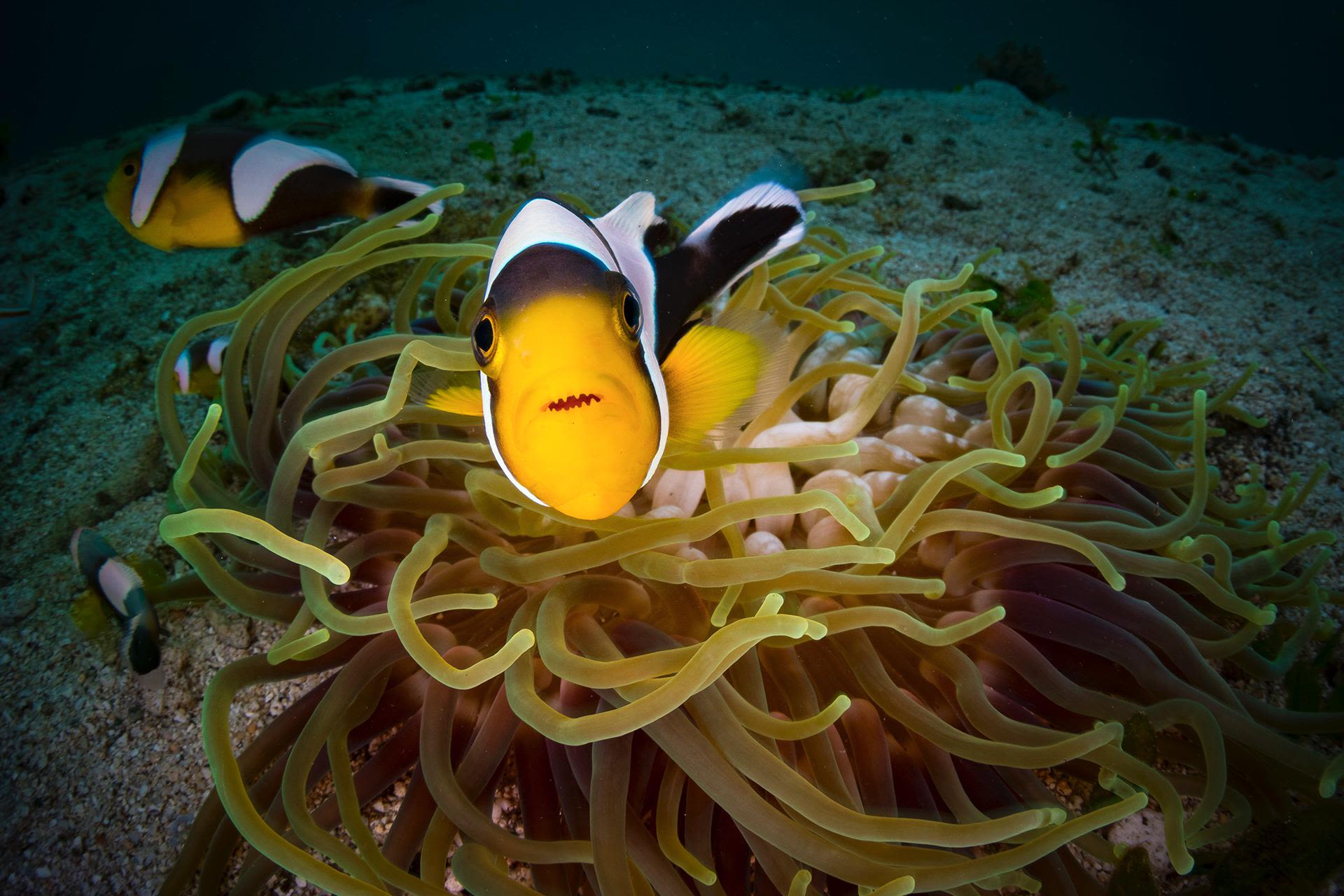 A Saddleback Anemonefish defending its home, Soloman Islands
