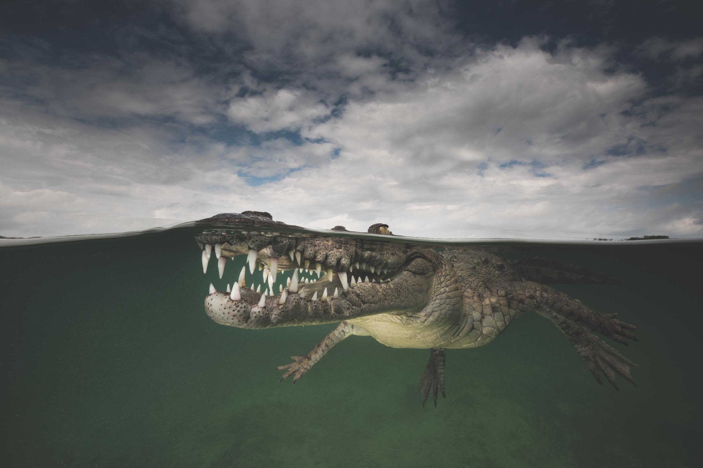 'Smiling Assassin', an American Crocodile, The Gardens of the Queen, Cuba