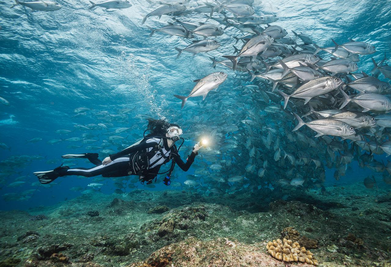 Schooling Jacks at Mary Island, Soloman Islands