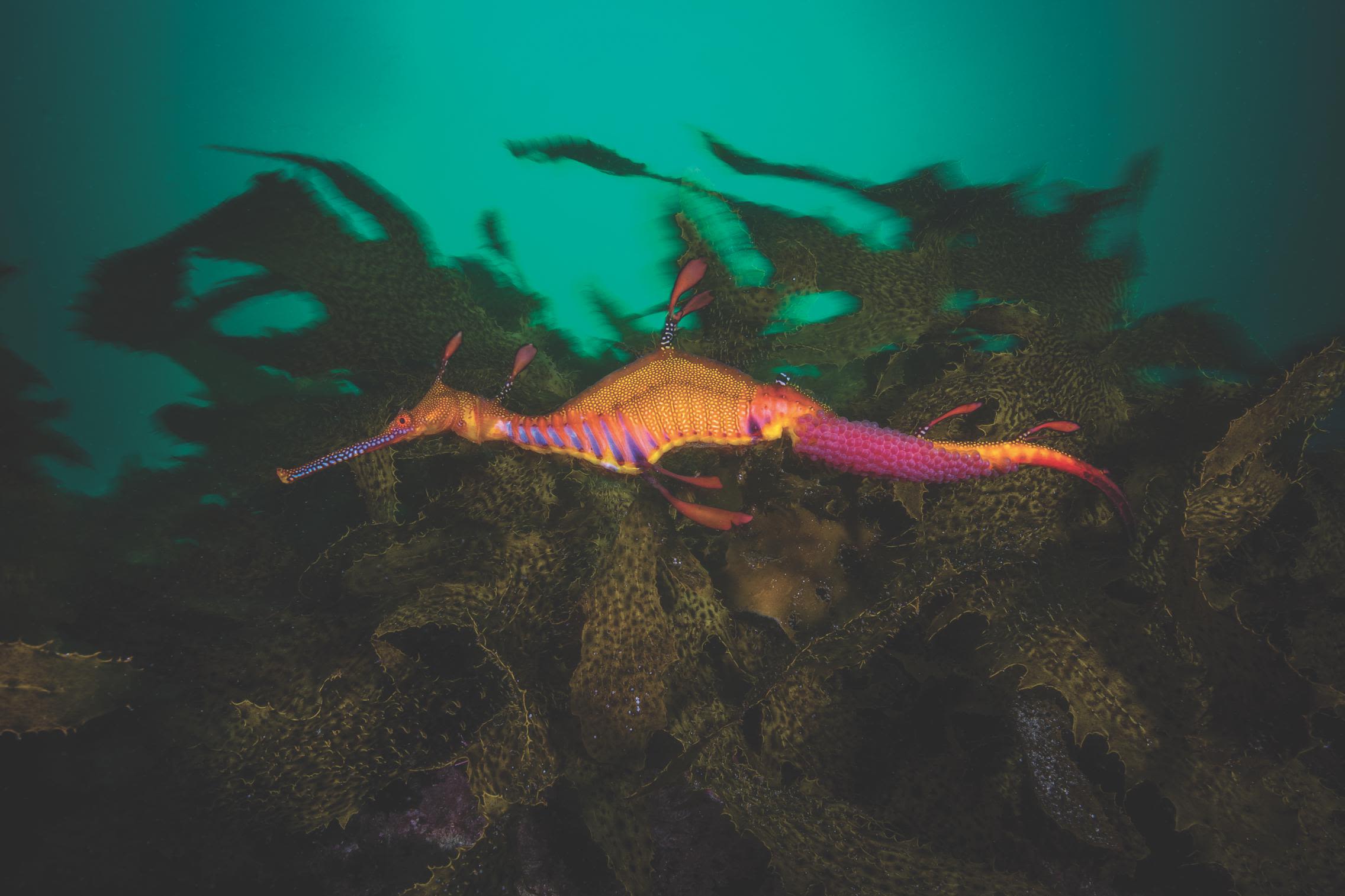 Weedy Sea Dragon with eggs, Kurnell, Sydney, Australia