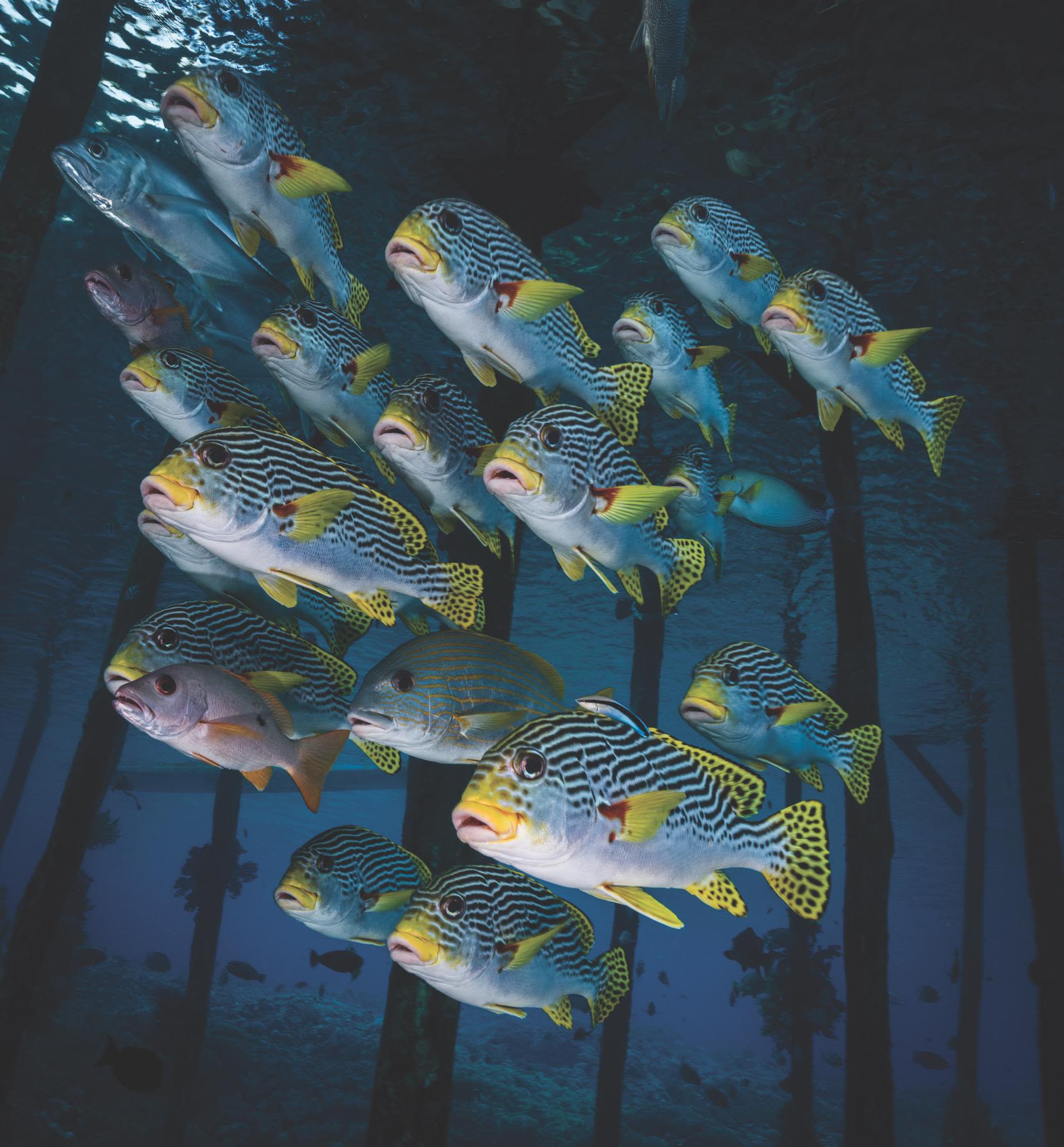 Schooling Sweetlips, Sawanderek Jetty, Raja Ampat, West Papua