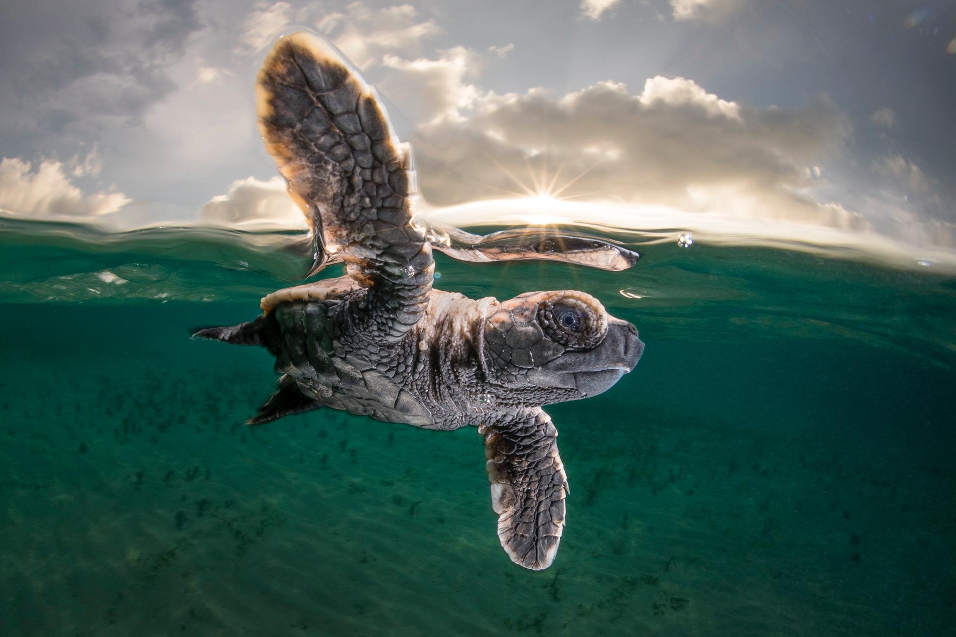 'High Five', a baby Hawksbill Sea Turtle, Lissenung Island, Papua New Guinea