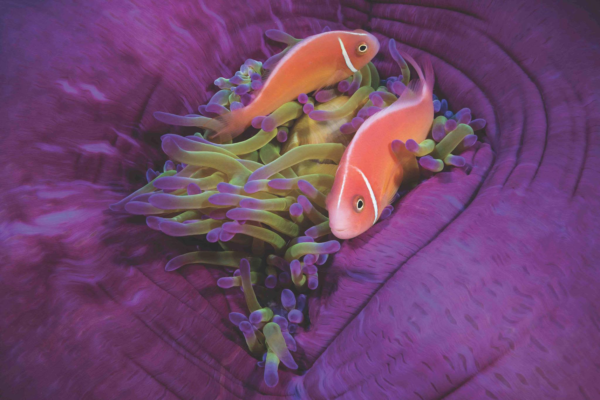 'Purple Haze', Peach Anemonefish at Kimbe Bay, Papua New Guinea